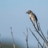 Levaillant's Cisticola, Side
