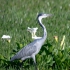 Black-headed Heron
