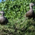 Cape Shoveler Pair, #1