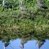 Black-winged Stilt and Cape Shoveler Pair, #2