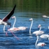 Greater Flamingo Duet