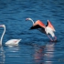 Flamingo Starting Take-off