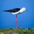 Black-winged Stilt