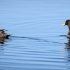 Yellow-billed Duck Pair