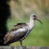 Hadeda Ibis, Side