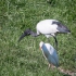 Sacred Ibis and Cattle Egret