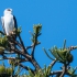 Black-shouldered Kite, #2