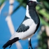Blacksmith Lapwing #2
