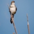 Levaillant's Cisticola, Front