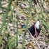 African Swamphen