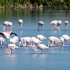 One Flamingo Stands Out