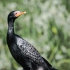 Reed Cormorant #1