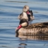 Red-billed Teal and Cape Teal
