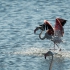 Flamingo Taking Off, Step 1