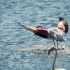 Flamingo Taking Off, Step 2