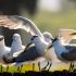 Swift Tern Landing