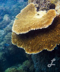 Fan coral