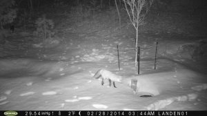 Red fox