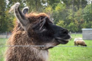 Fernando Guard Llama