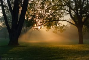 Foggy Dawn