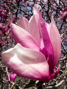 Magnolia Blossom #N452