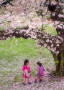 Gathering Cherry Blossoms