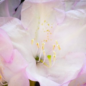 Nearly Translucent Rhody