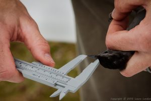 Measuring Catbird Culmen
