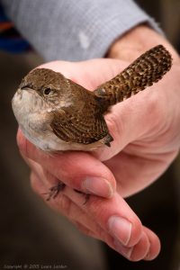 House Wren in Hand