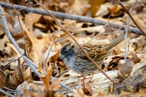 White-throated Sparrow, tan phase.