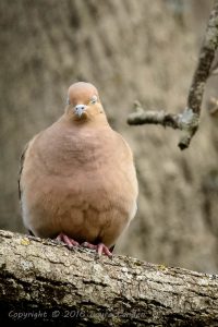Mourning Dove Blink