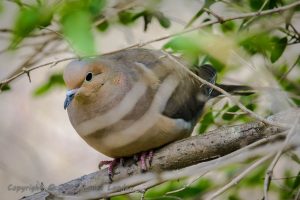 Mourning Dove, possibly near nest