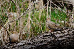 Mourning Dove Pair