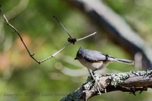 Tufted Titmouse