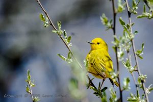 This Yellow Warbler male was quite a show-off.