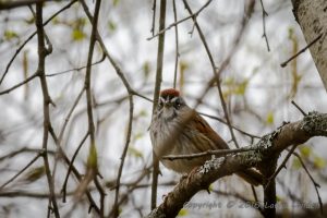 Swamp Sparrow, front view