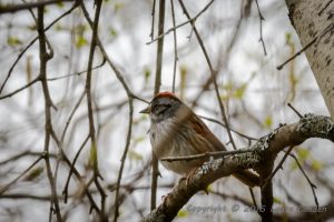 Swamp Sparrow, side view