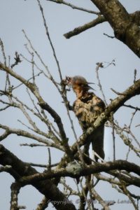 Flicker-Front