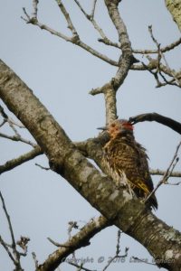 Flicker-Side