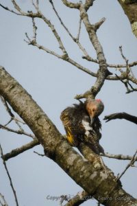 Flicker-Tail Coverts