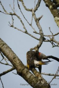 Flicker-Tail Covertse