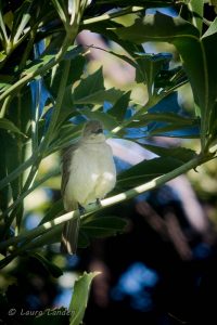 Sombre Greenbul