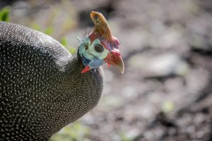 Helmeted Guineafowl