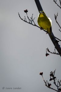 Brimstone Canary, Front