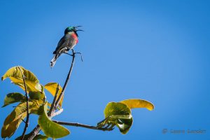 Southern Double-collared Sunbird Singing