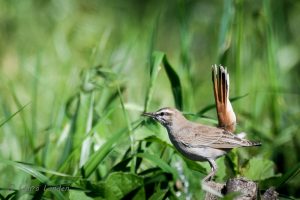 Rufous-tailed Scrub Robin