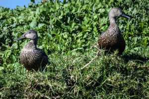 Cape Shoveler Pair, #1
