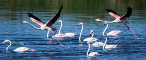 Greater Flamingo Duet