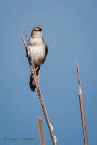 Levaillant's Cisticola, Front