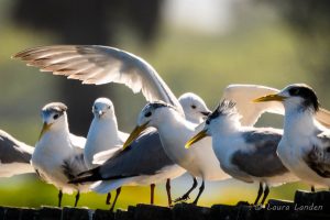 Swift Tern Landing
